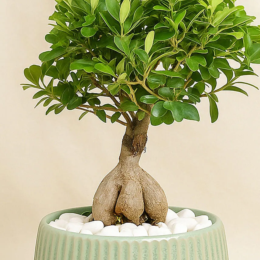 Bonsai Plant In a Green Pot