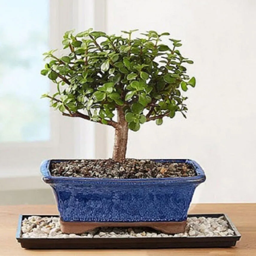 Dwarf Jade Bonsai