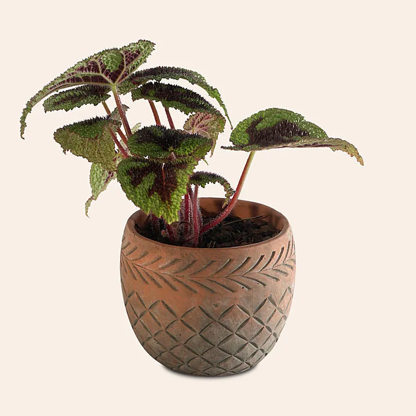 Calathea Dottie