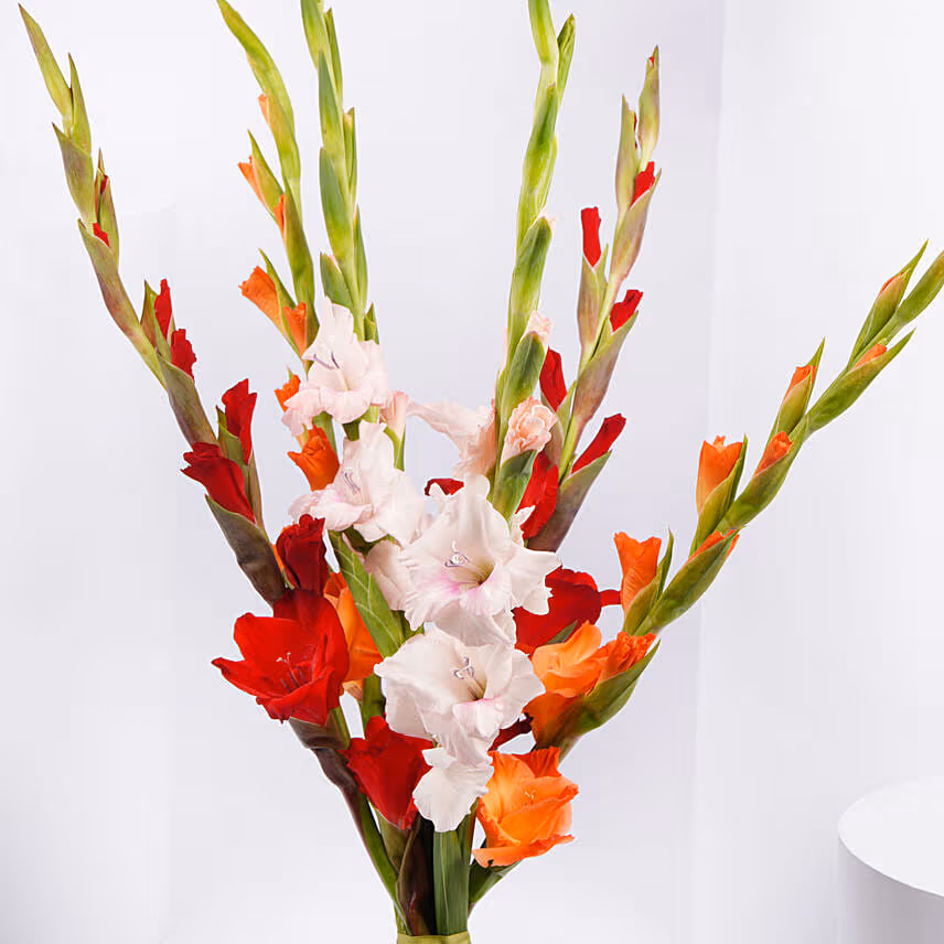 Gladiolus Mix Color Bouquet