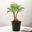 Adenium Desert Rose