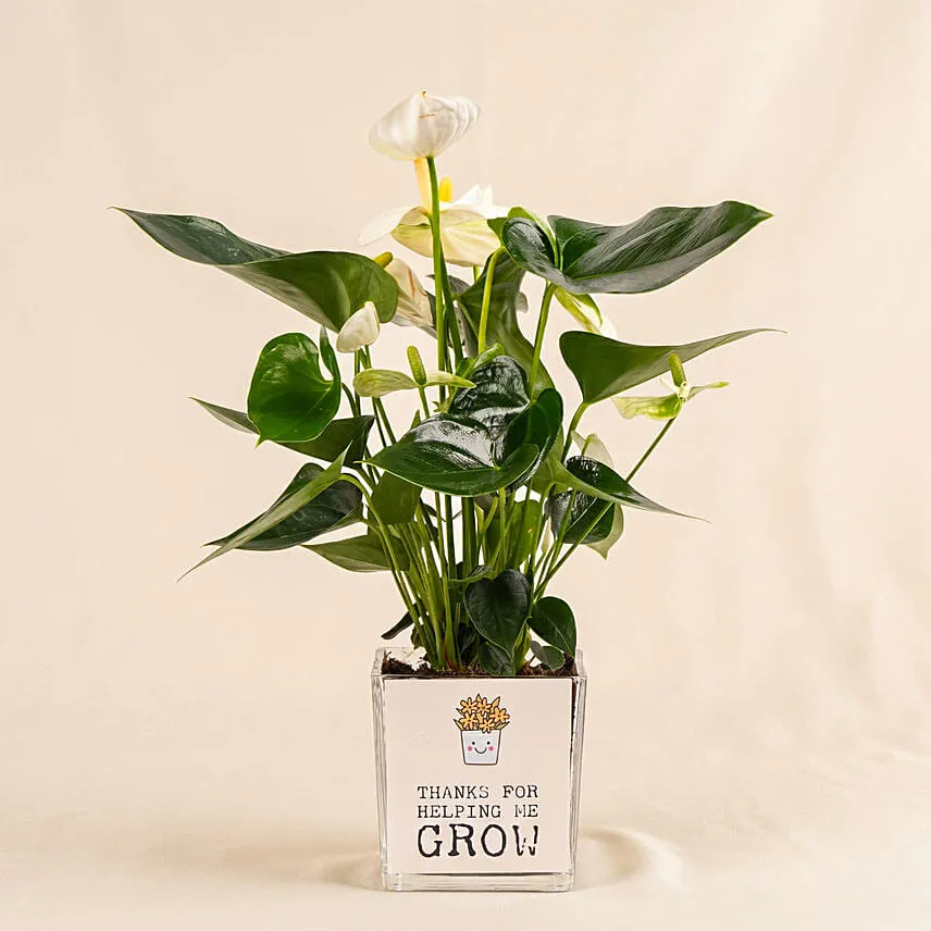 Thanks For Helping Me Grow - Fathers Day Plants