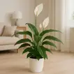 Elegant Peace Lily Houseplant in Marble Finish Pot