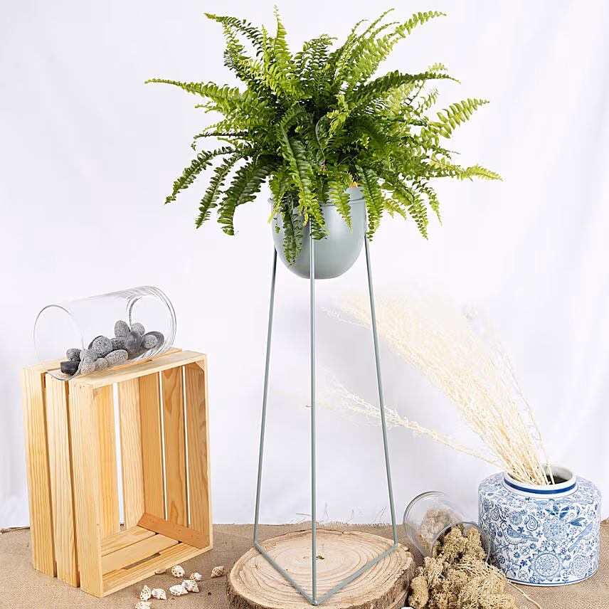 Boston Fern Plant in a Stand