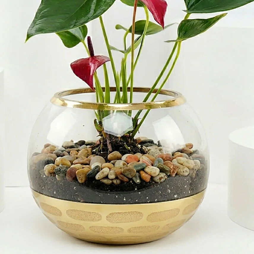 Red Anthurium Plant in Gold Pot