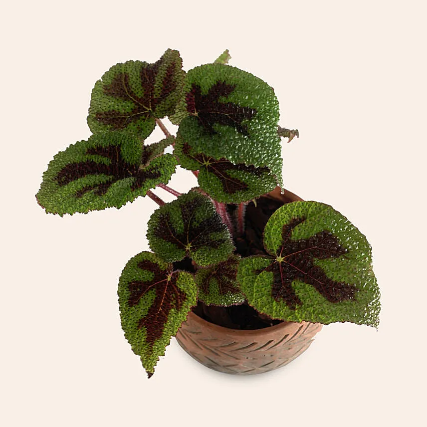 Calathea Dottie