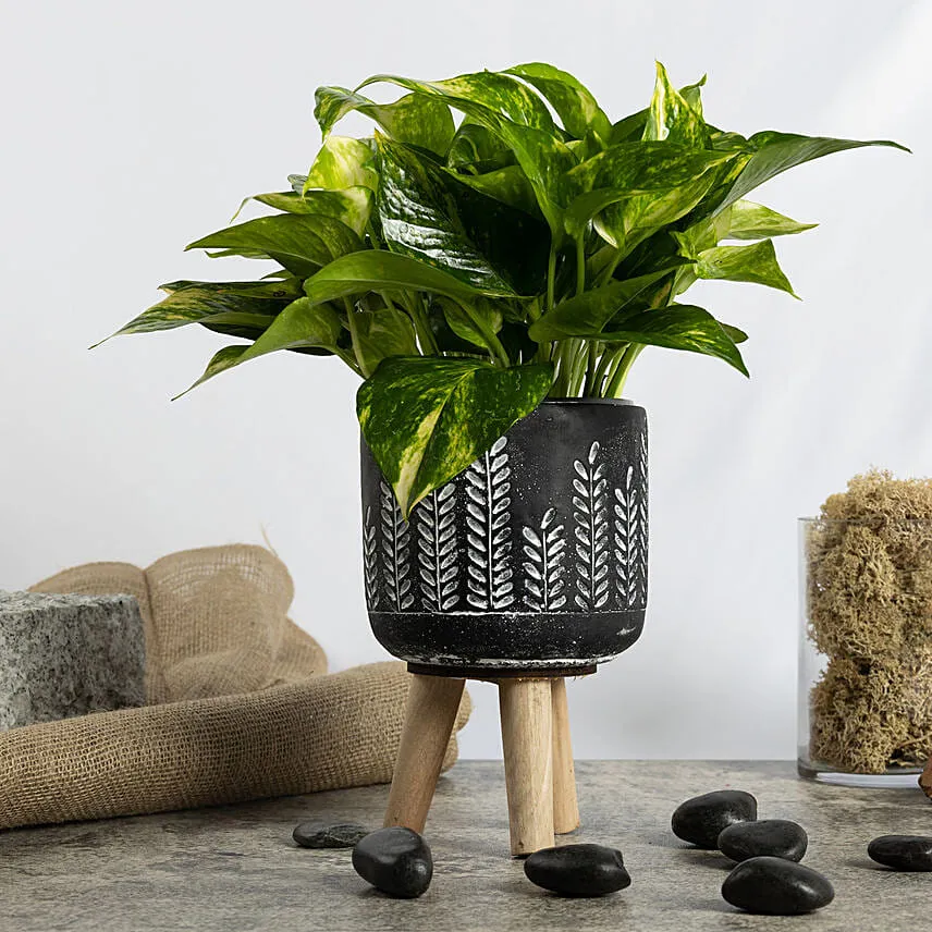 Golden Pothos in a Legged Planter