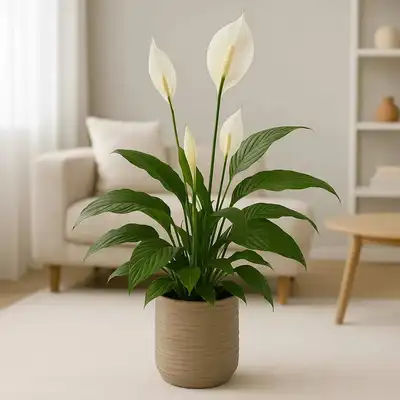 Elegant Peace Lily in Handcrafted Textured Cement Pot