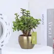 Elegant Jade Plant in Luxurious Gold Tone Metal Pot - Perfect for Home or Office Decor