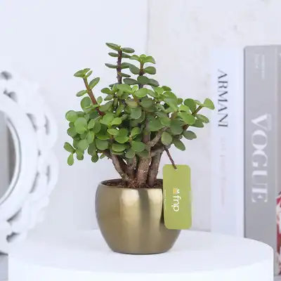 Elegant Jade Plant in Luxurious Gold Tone Metal Pot - Perfect for Home or Office Decor