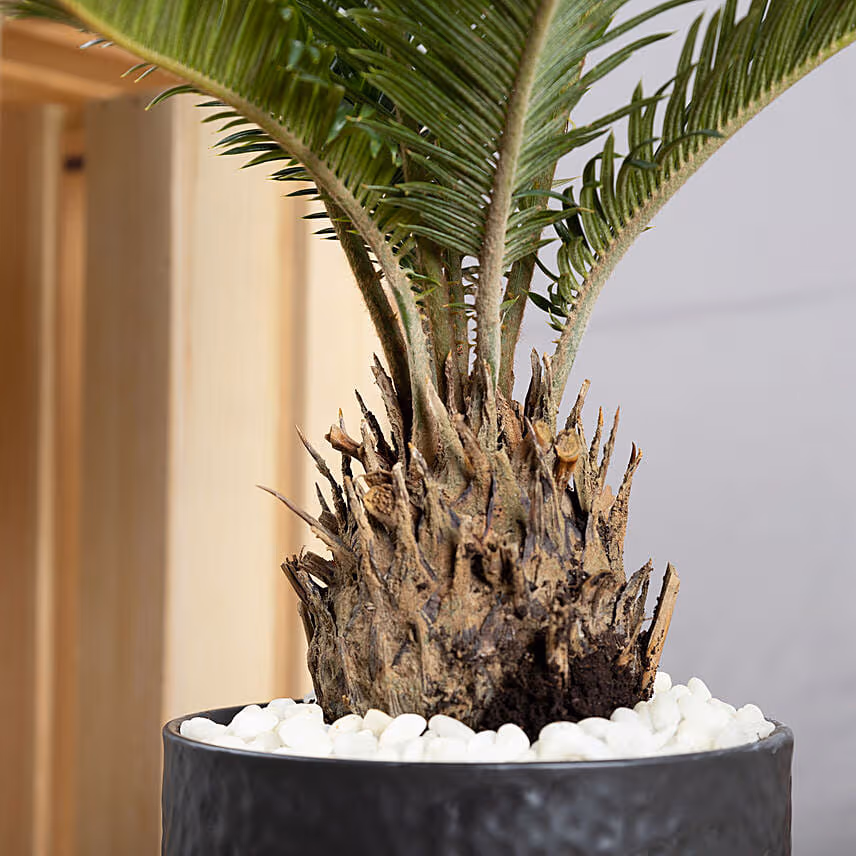 Sago Palm Plant