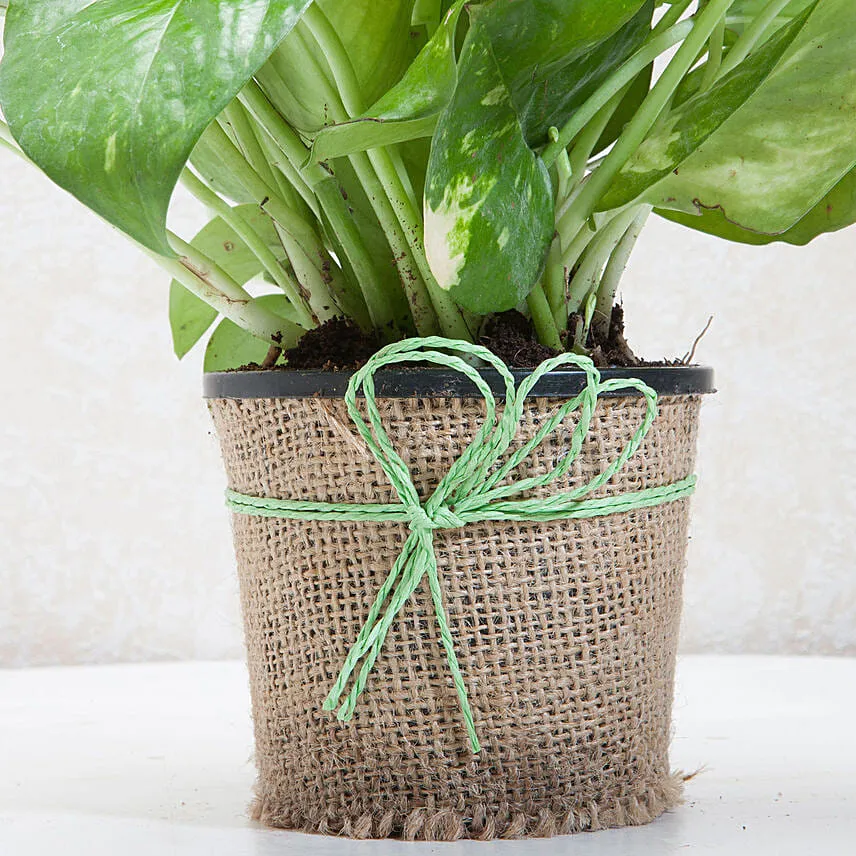 Classic Money Plant With Ferrero Rocher