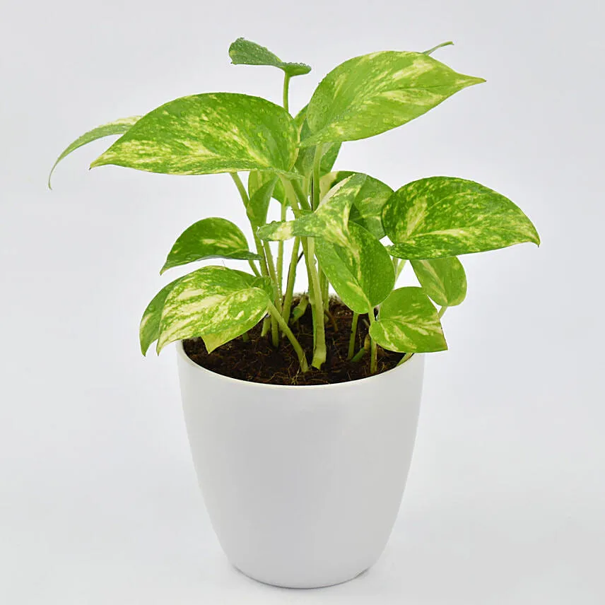 Money Plant in Designer Pot