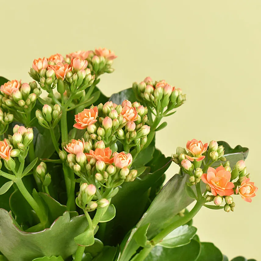 Orange Kalanchoe in Small Planter