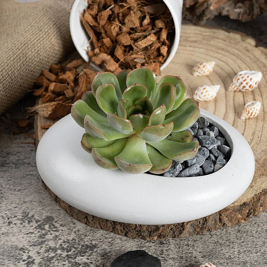 Echeveria Beauty Plants