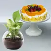 Fruit Cake With Money Plant