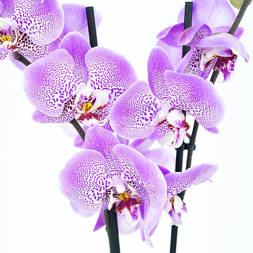 Orchid Plant in Designer Planter
