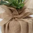 نبات ديفنباخيا أنيق في وعاء مغلف بالخيش - ديكور داخلي مثالي