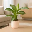 Elegant Aglaonema Silver Bay in Stylish Rose Round Pot