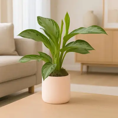 Elegant Aglaonema Silver Bay in Stylish Rose Round Pot