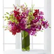 Celebration Orchids