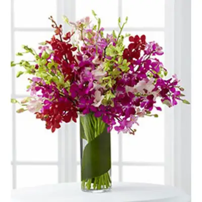 Celebration Orchids