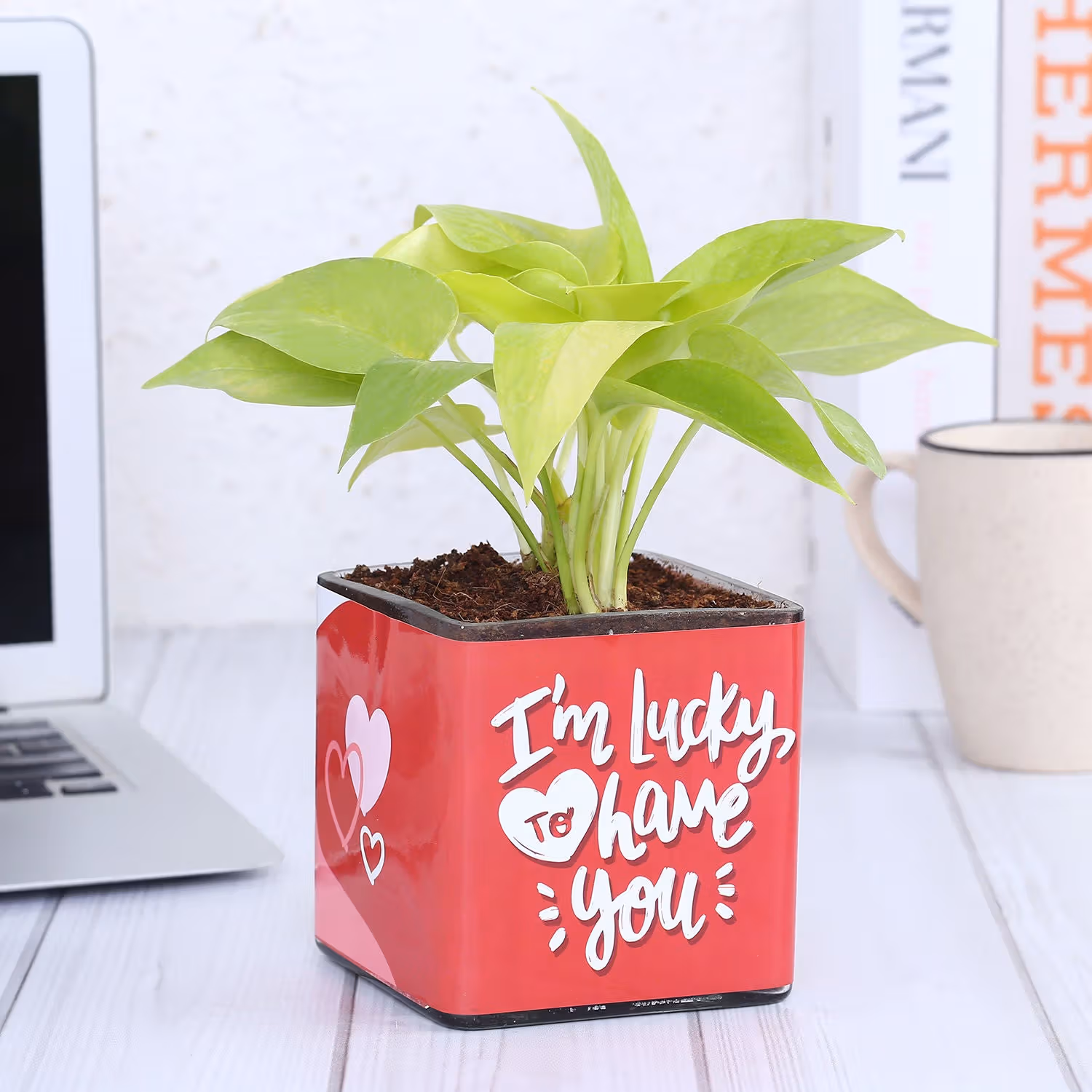 Money Plant In Lucky To Have You Glass Pot
