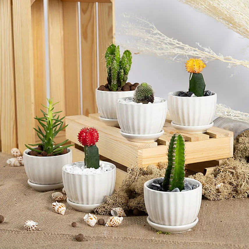 6 Small Cactus Set