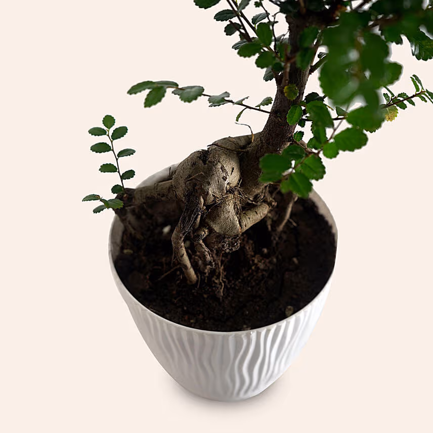 Chinese Elm Bonsai