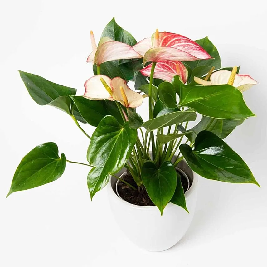Flowering Anthurium Plant In White Round Pot Add