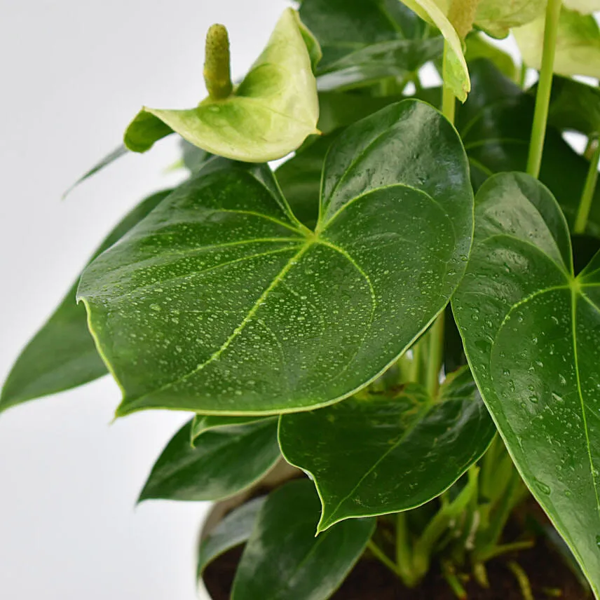 White Anthurium Plant In White Pot