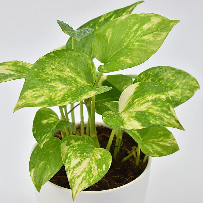 Money Plant in Designer Pot