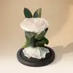 Eternal Elegance: White Preserved Rose in Glass Dome