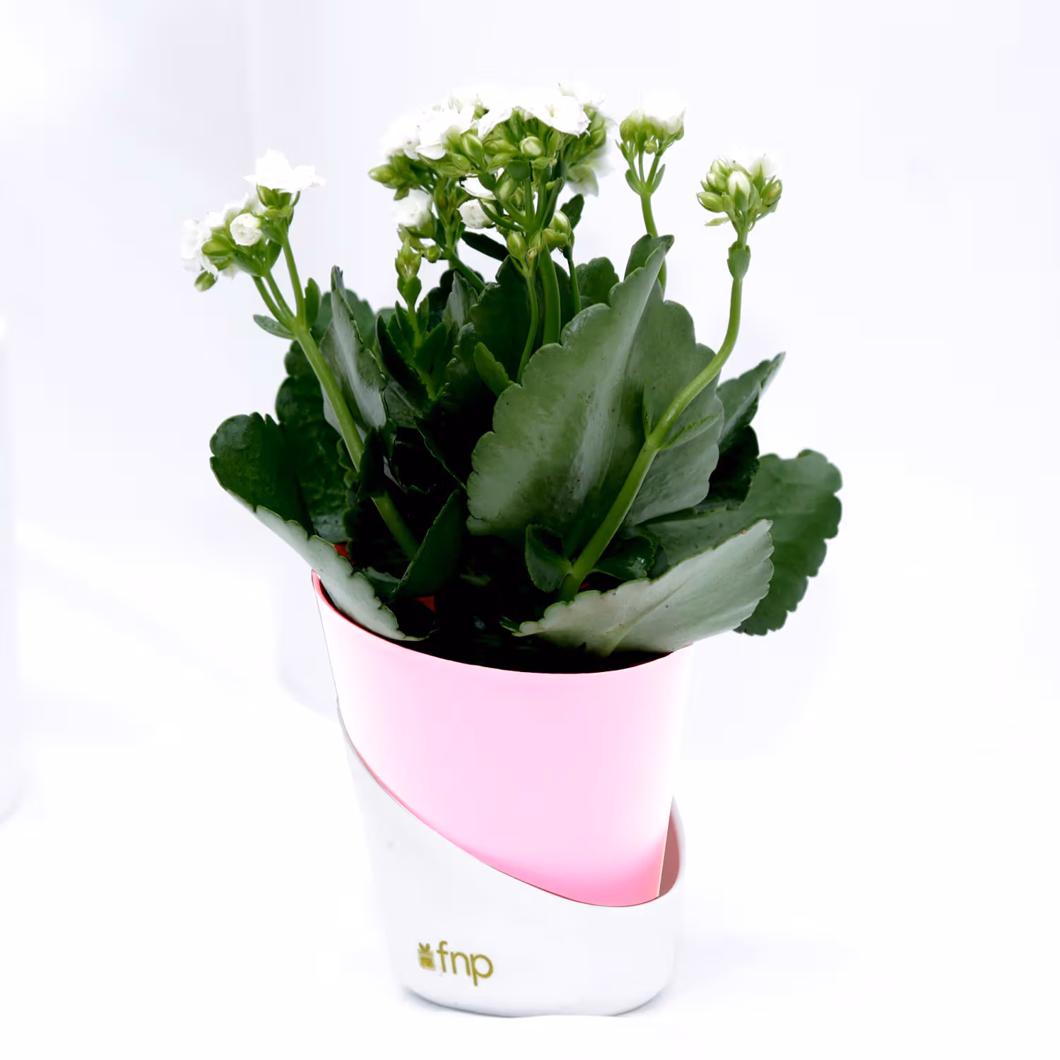 Elegant Kalanchoe Plant in Stylish Conical Pot - Perfect for Indoor & Outdoor Decor