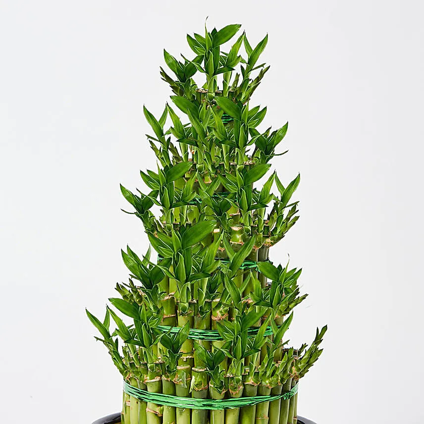 5 Layer Lucky Bamboo 36cm