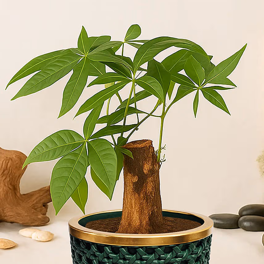 Paclcira Sail Or Pachira Good Luck Tree