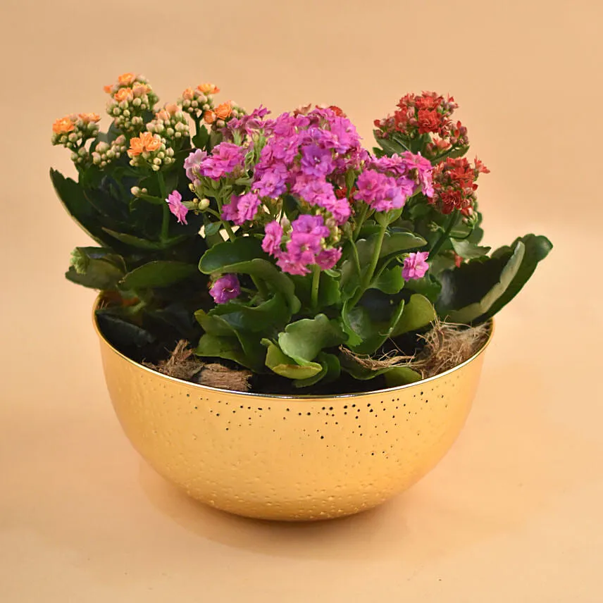 Colourful Kalanchoe Plants Pot
