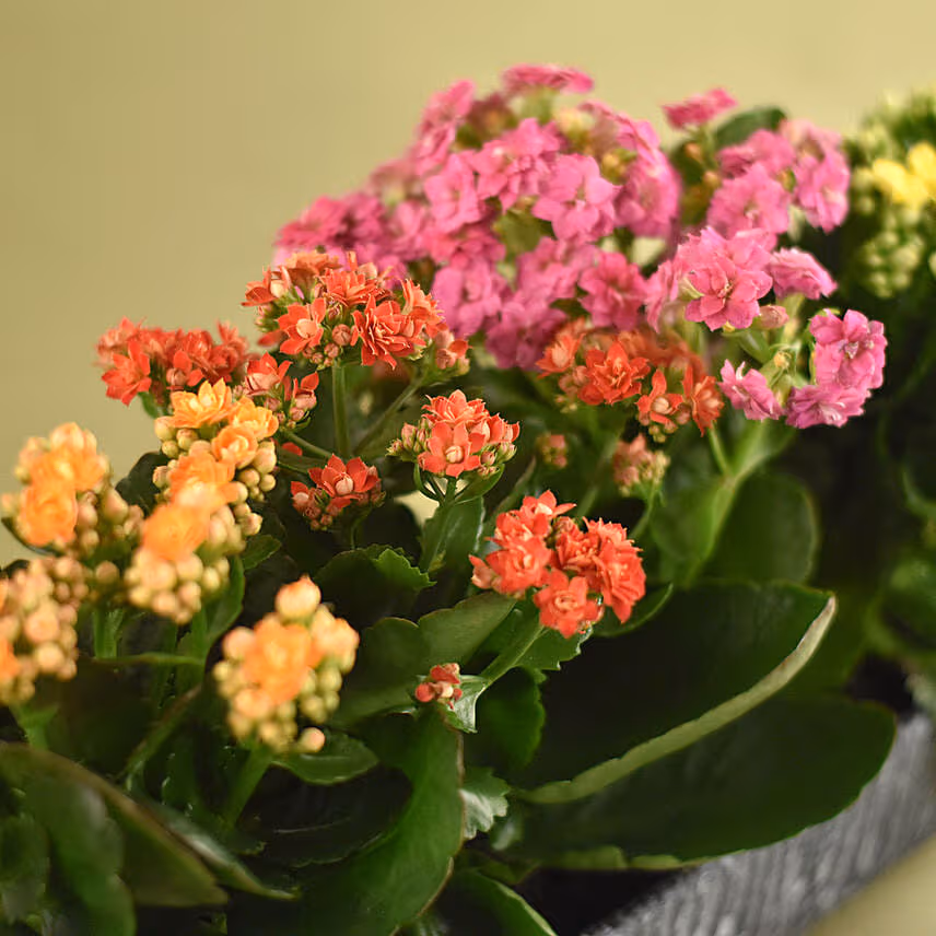 Colourful Kalanchoe Plant In Grey Vase