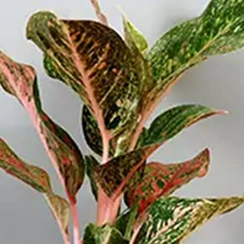 Pink Aglaonema Plant in Silver Plastic Plant