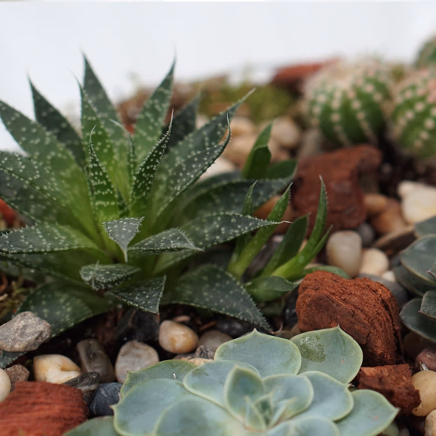 Elegant Succulent Plants in a Decorative Glass Tray for Home Decor