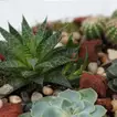 Elegant Succulent Plants in a Decorative Glass Tray for Home Decor
