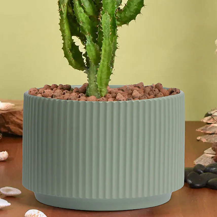 Euphorbia Candelabrum Cactus Plant
