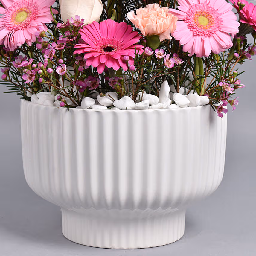 Gerberas Beauty