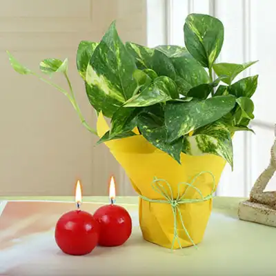 Red Candles And Money Plant Combo