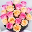 Blushing Rose Love Elegance for Graduation Day Celebration