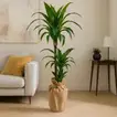 Elegant Twin-Stem Dracaena with Eco-Friendly Jute Wrap