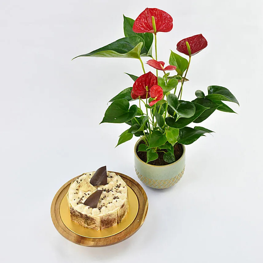 Vegan Butterscotch Cake and Plant