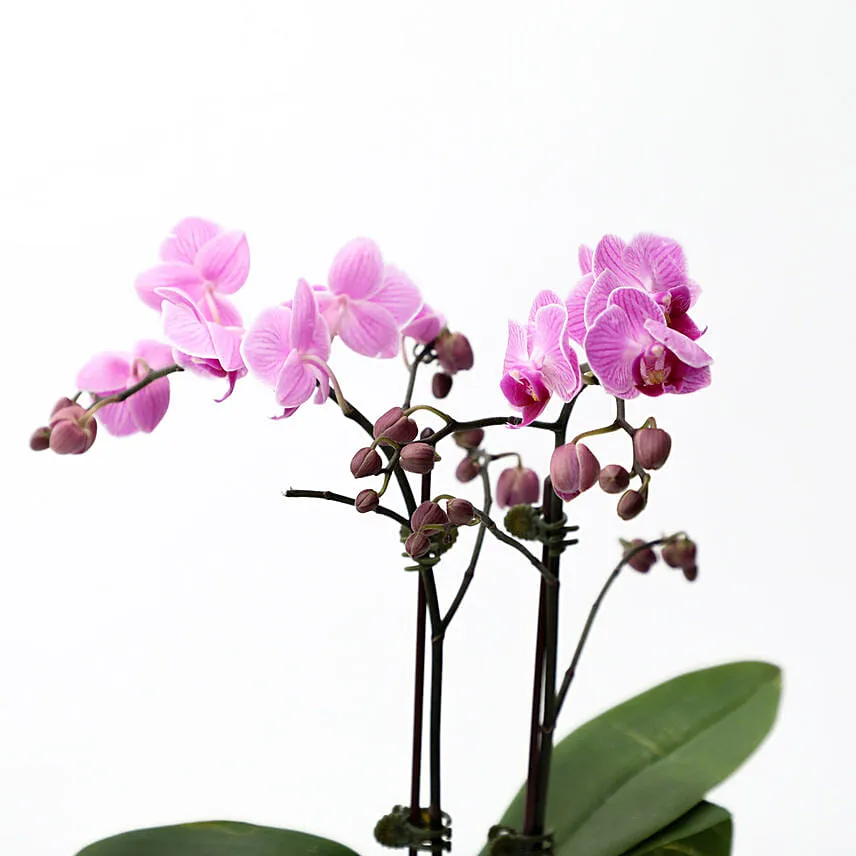 Mini Double Phalaenopsis In Fishbowl