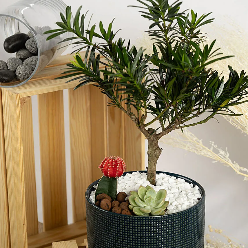 Buddhist Pine Bonsai Garden