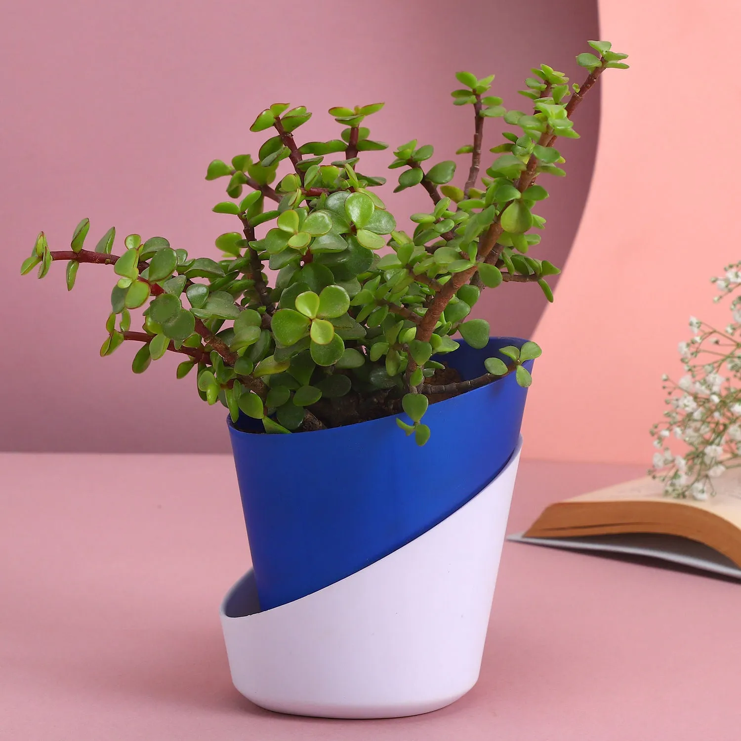 Elegant Natural Jade Plant in Self-Watering Conical Planter